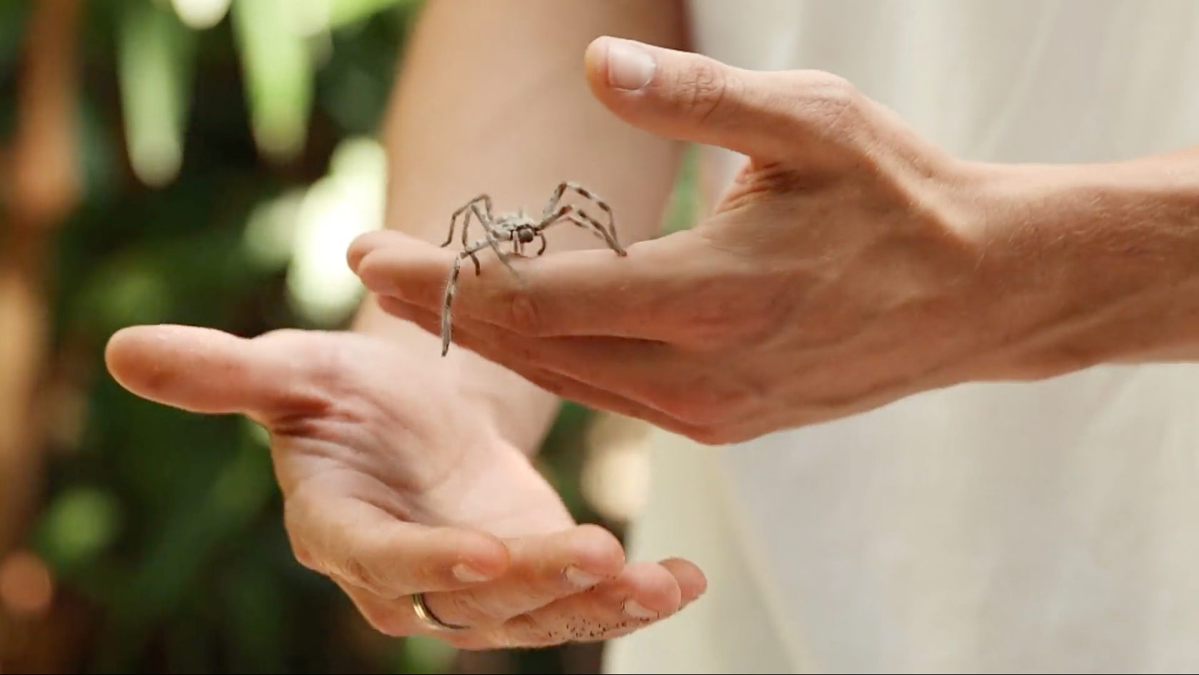 Arachnophobie besiegen